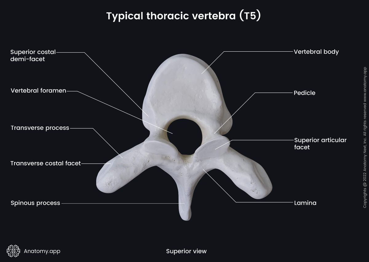 Spine, Thoracic vertebra, Typical thoracic vertebra, Fifth thoracic vertebra, T5, Landmarks, Costal facets, Superior view