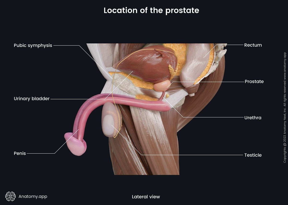 Location of the prostate and relations to other organs (rectum, urinary bladder, urethra, penis) from the lateral view