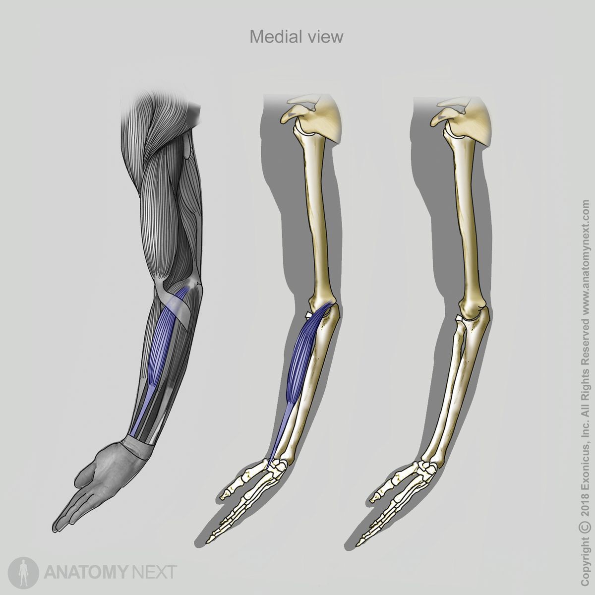 Flexor carpi radialis, Forearm muscles, Muscles of forearm, Muscles of upper limb, Arm muscles, Anterior forearm muscles, Anterior compartment of forearm muscles, Anterior compartment muscles