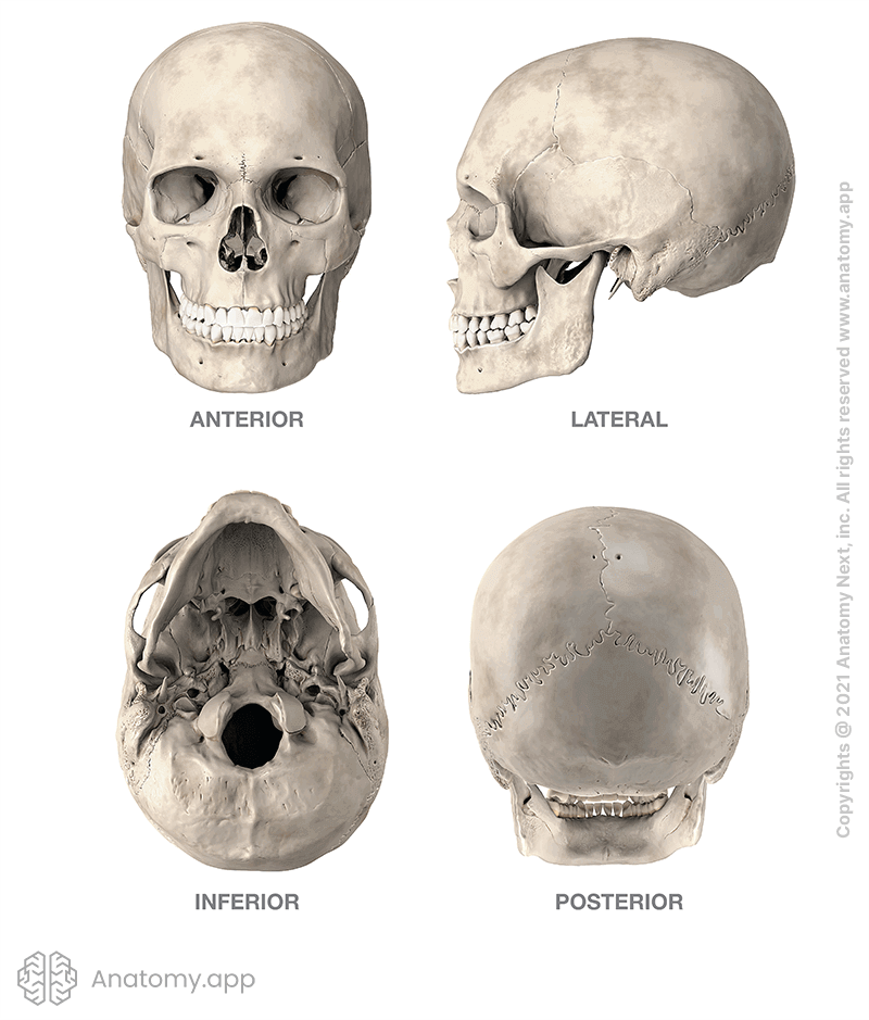 solsikke forvridning chap Skull | Encyclopedia | Anatomy.app | Learn anatomy | 3D models, articles,  and quizzes