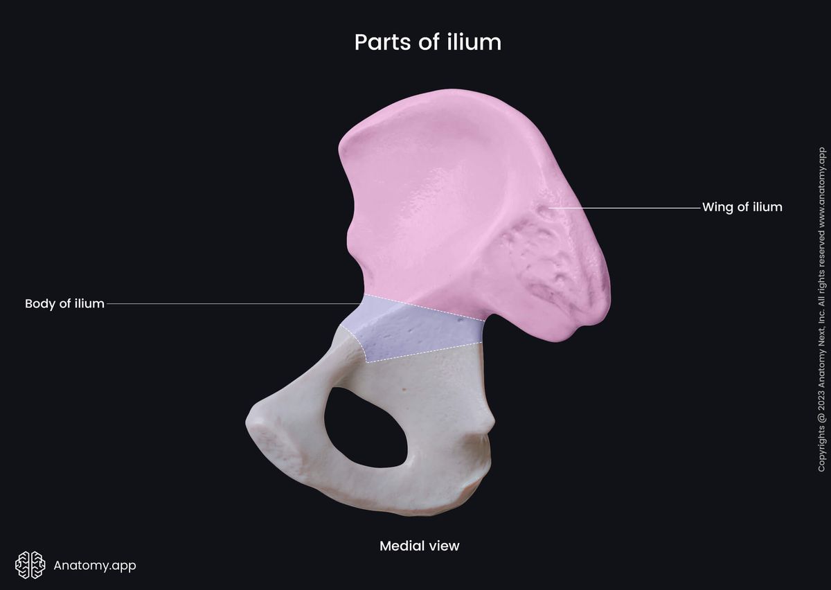Hip bone, Pelvic girdle, Ilium, Medial view, Parts of ilium, Body, Wing