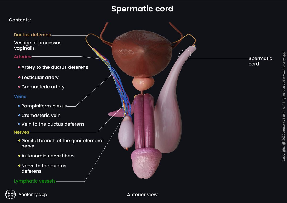 Male reproductive system, Testicle, Epididymis, Spermatic cord, Contents, Nerves, Arteries, Pampiniform plexus, Lymphatic vessels, Ductus deferens, Anterior view 