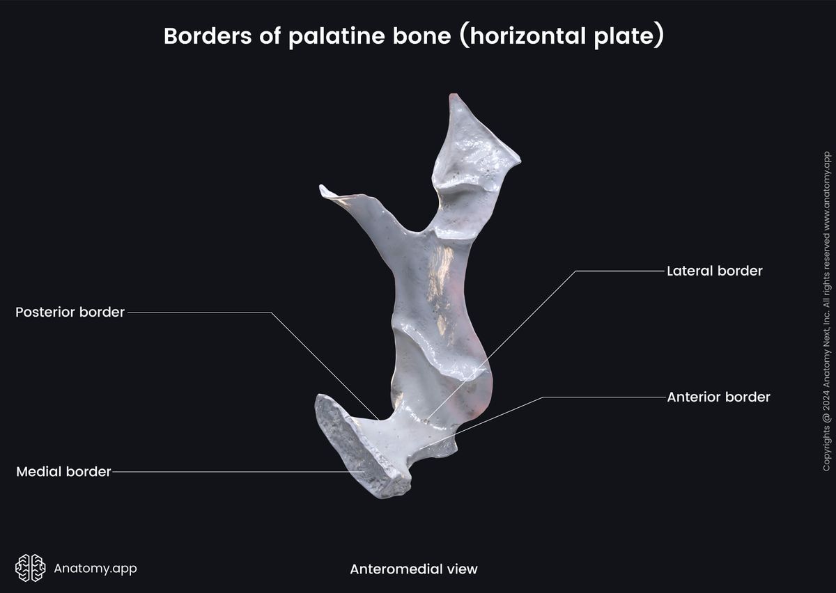 Head and neck, Skull, Viscerocranium, Facial skeleton, Palatine bone, Horizontal plate of palatine bone, Landmarks of palatine bone, Borders of palatine bone, Anteromedial view