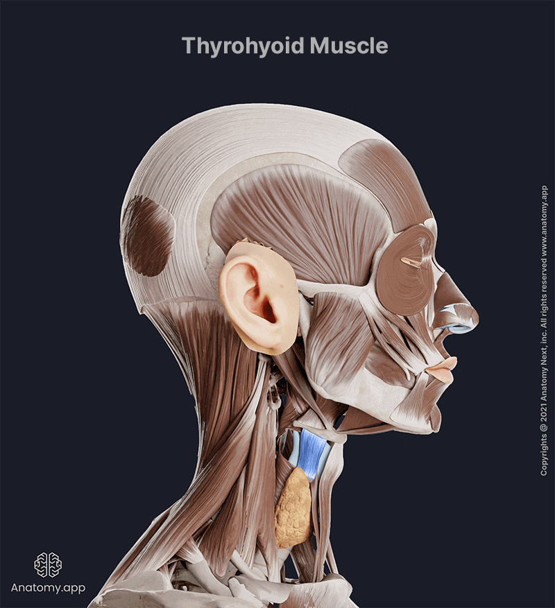 Thyrohyoid, Thyrohyoid muscle, Infrahyoid muscles, Neck muscles, Muscles of the neck, Head and neck muscles, Lateral view of the neck muscles, Infrahyoid muscles of the neck, Thyrohyoid muscle colored blue