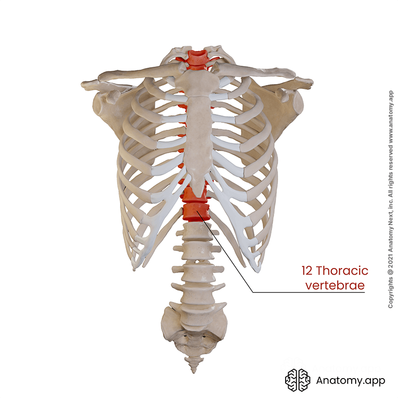 Thoracic cage (rib cage), 12 thoracic vertebrae (colored red)