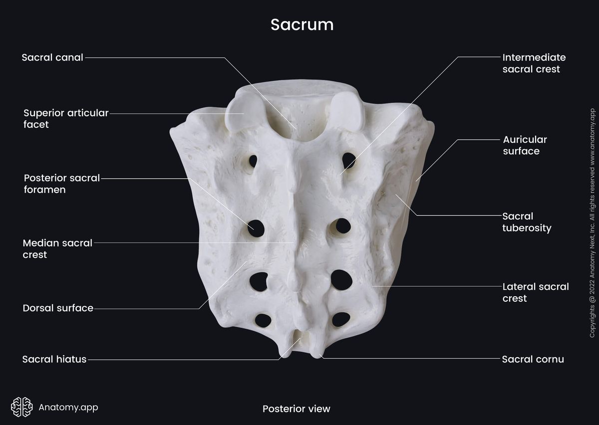 Sacrum, Sacral vertebrae, Vertebrae, Dorsal surface, Lateral surface, Landmarks of sacrum, Human skeleton, Pelvis, Bones of pelvis, Pelvic girdle, Spine, Vertebral column