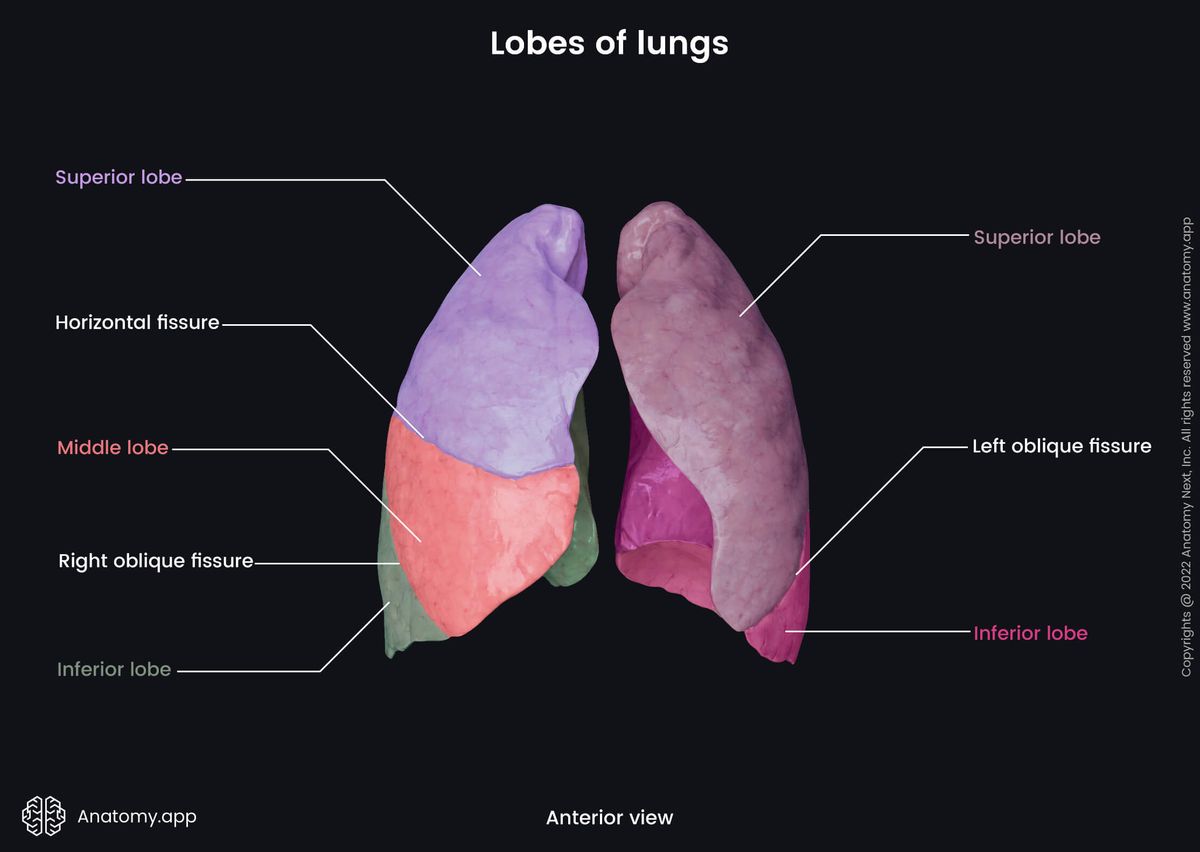 Lungs, Lobes, Fissures, Anterior view