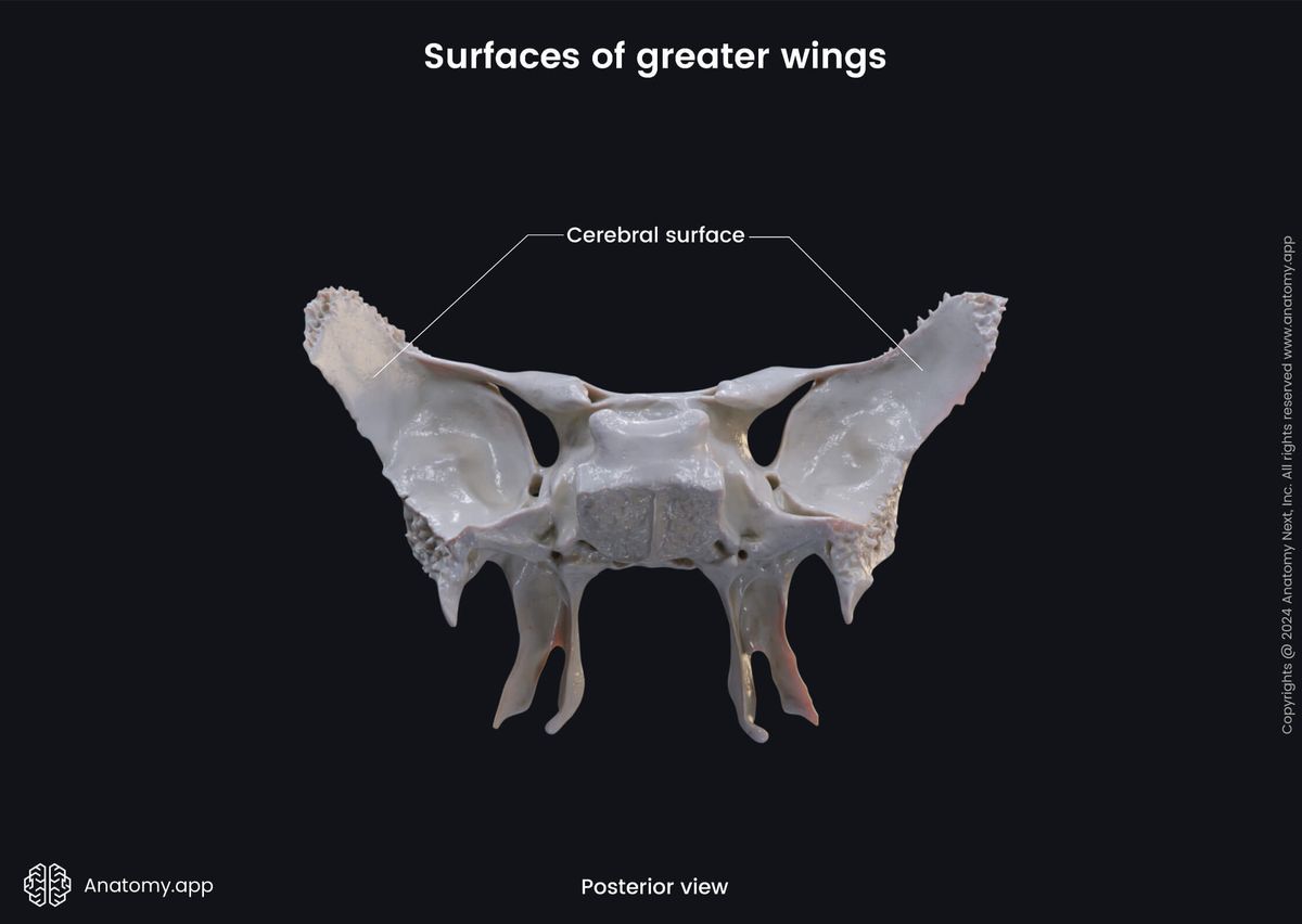 Head and neck, Skeletal system, Skull, Bones of skull, Neurocranium, Sphenoid, Parts of sphenoid, Greater wings, Surfaces, Posterior view