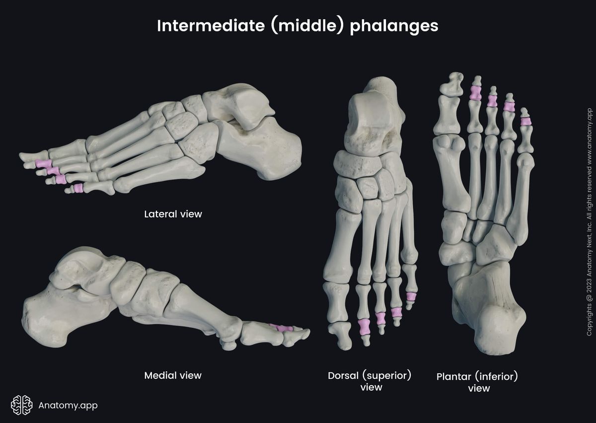 Human skeleton, Human foot, Skeleton of foot, Foot bones, Phalanges, Intermediate (middle) phalanges, Phalanges of foot, Bones of foot, Skeleton of lower limb