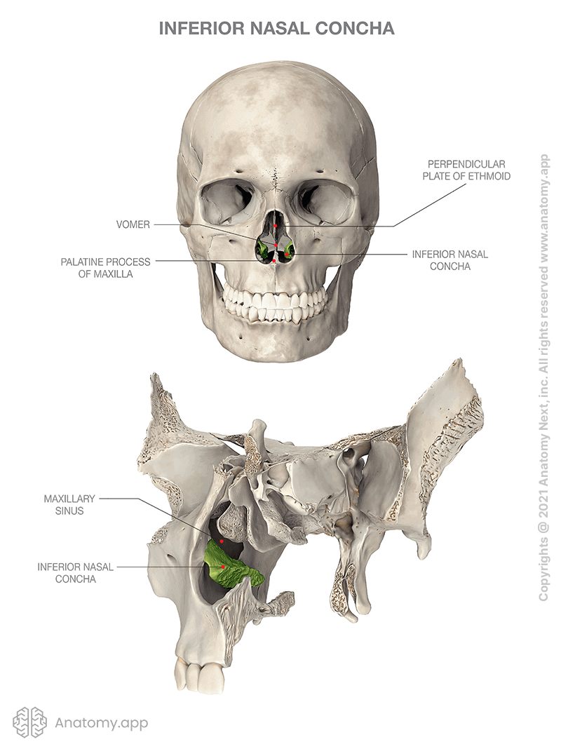 Inferior nasal concha, two aspects (skull, frontal view, and part of skull, view from nasal cavity)