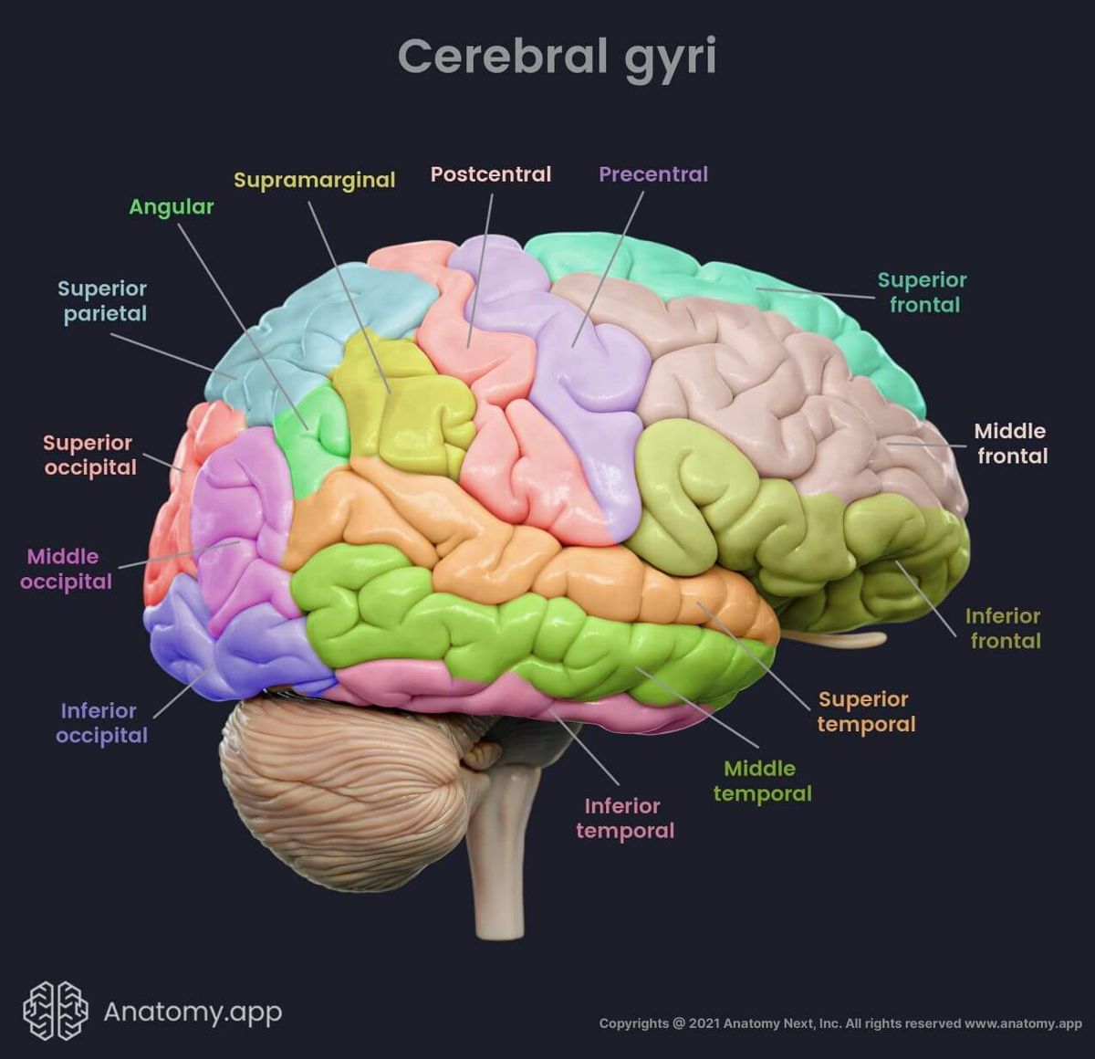 Cerebral gyri, colored, on the lateral aspect of the cerebrum