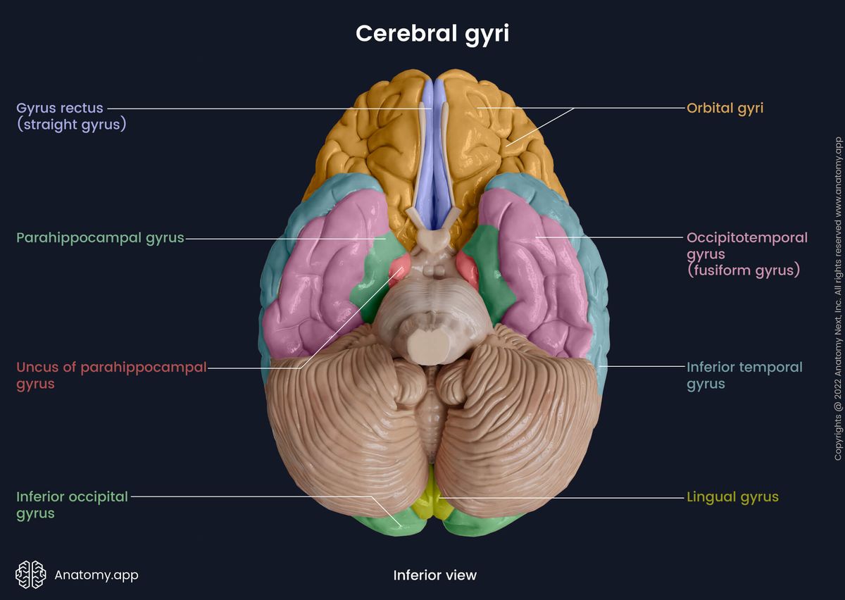 Cerebrum, Brain, Cerebral gyri, Gyri colored, Inferior view, Cerebellum, Inferior view of brain, Brainstem