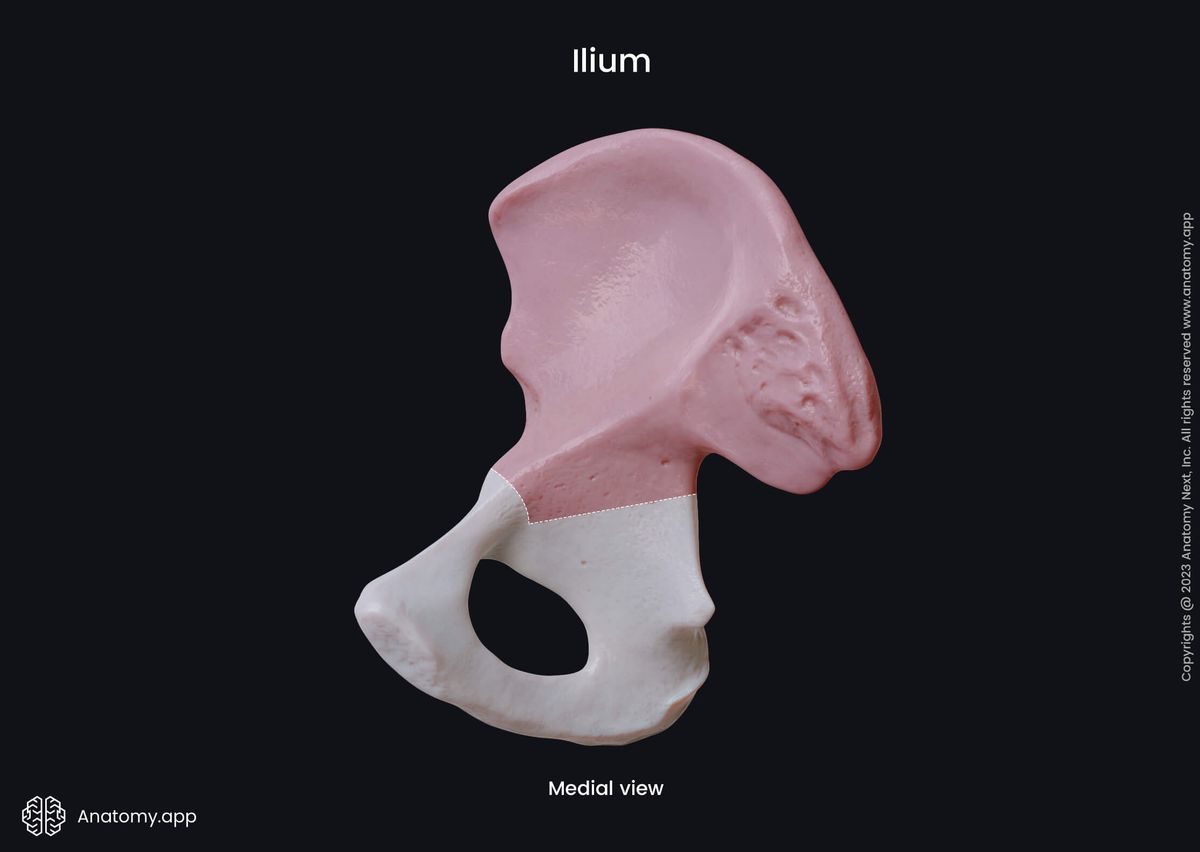 Hip bone, Pelvic girdle, Ilium, Medial view