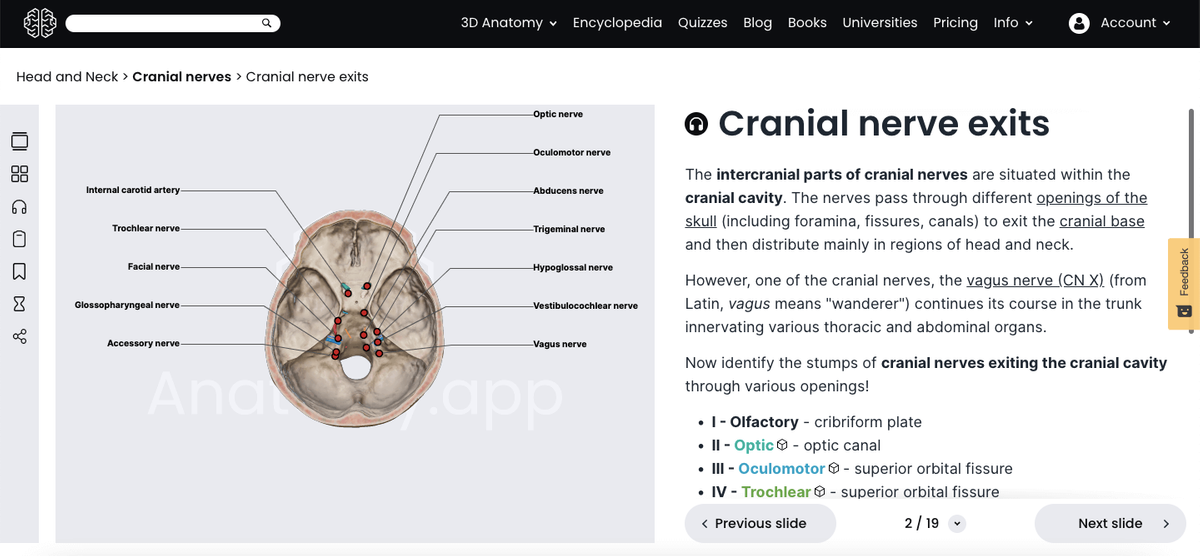 Anatomy.app, 3D article, cranial nerve exits in the base of the skull