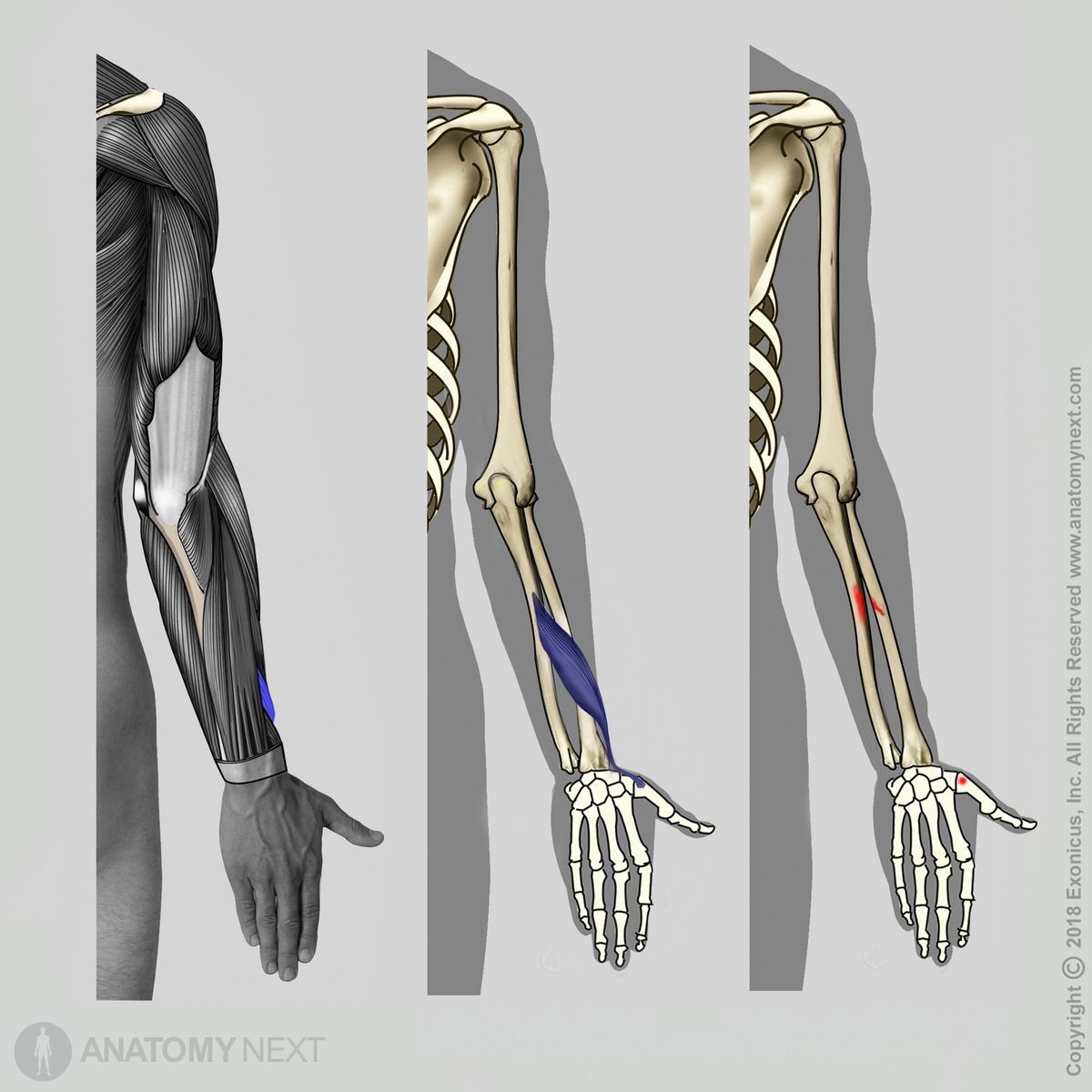 Abductor pollicis longus, Origin of abductor pollicis longus, Insertion of abductor pollicis longus, Forearm muscles, Muscles of forearm, Posterior compartment muscles, Posterior compartment of forearm muscles, Human muscles, Human hand