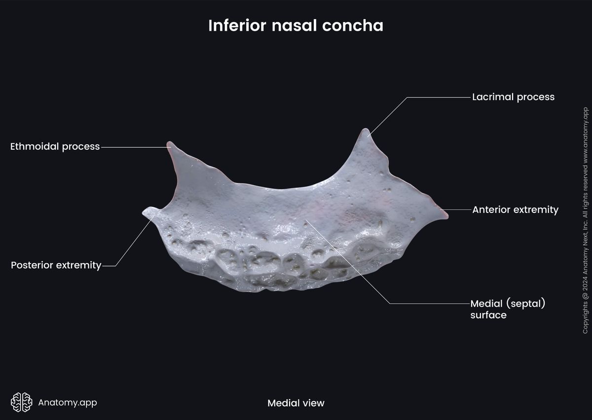 Head and neck, Skull, Viscerocranium, Facial skeleton, Inferior nasal concha, Landmarks of inferior nasal concha, Medial view