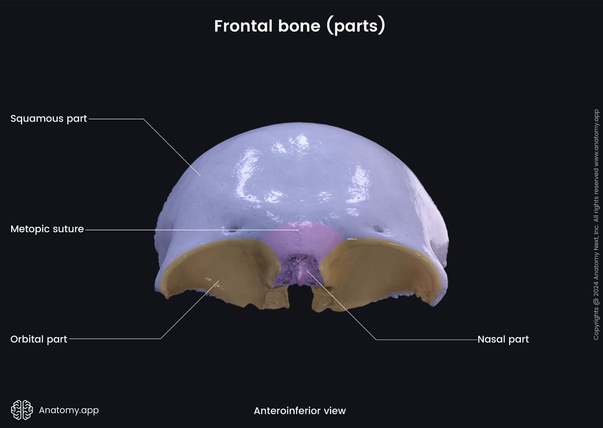 Head and neck, Skull, Cranium, Cranial bones, Neurocranium, Frontal bone, Parts, Anterior view