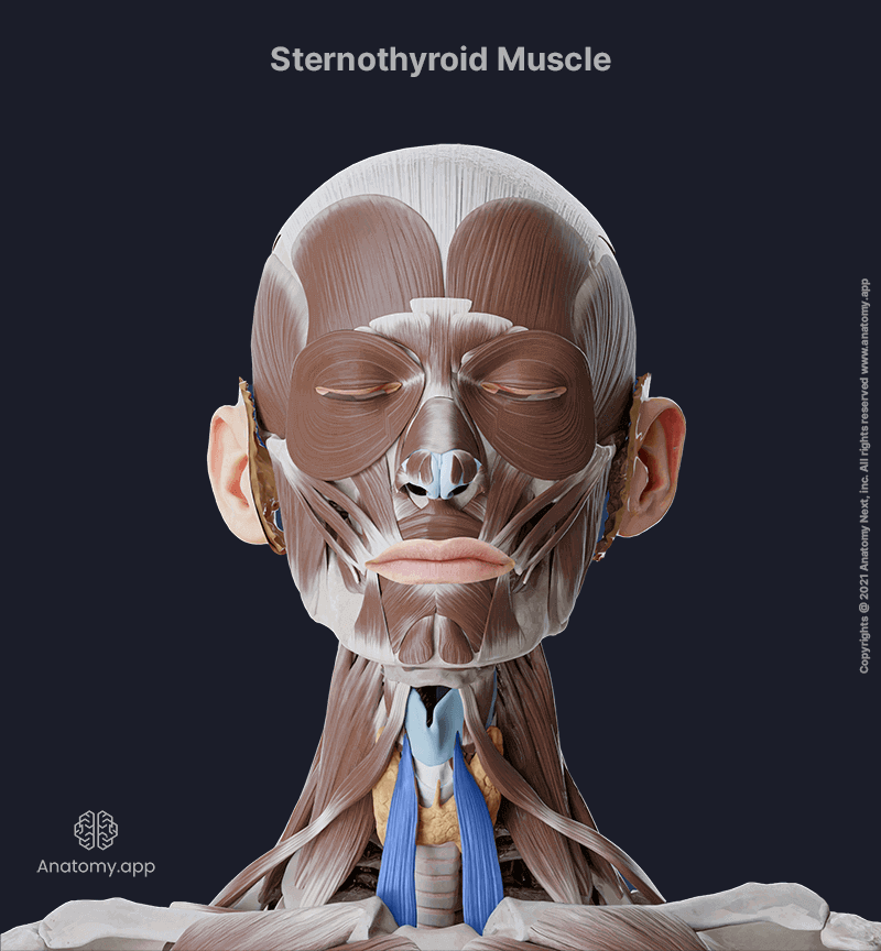 Sternothyroid, Sternothyroid muscle, Infrahyoid muscles, Neck muscles, Head and neck muscles, Infrahyoid muscles of the neck, Sternothyroid muscle colored blue