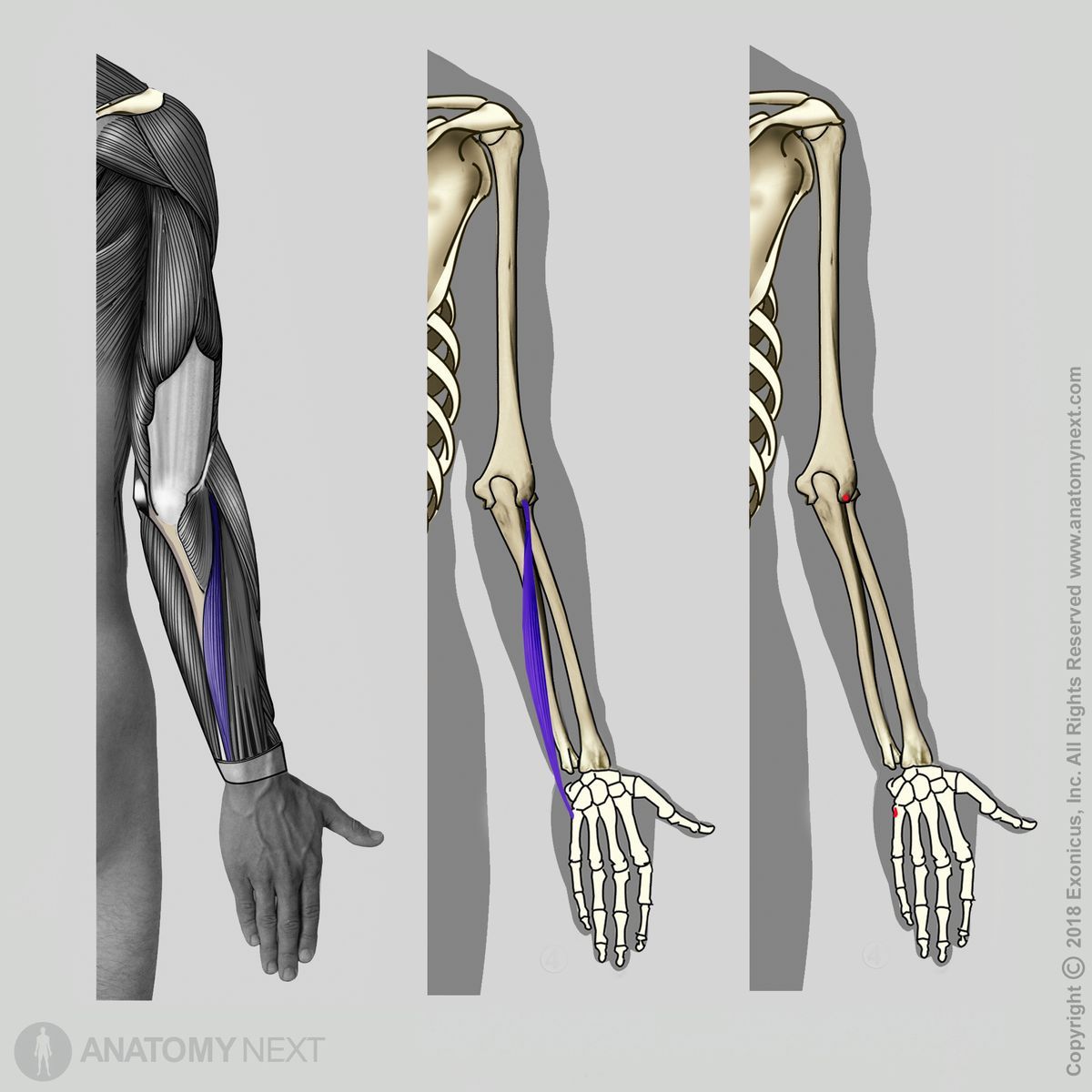Extensor carpi ulnaris, Origin of extensor carpi ulnaris, Insertion of extensor carpi ulnaris, Forearm muscles, Muscles of the forearm, Posterior compartment of the forearm muscles, Posterior compartment muscles, Extensors, Human arm, Human muscles