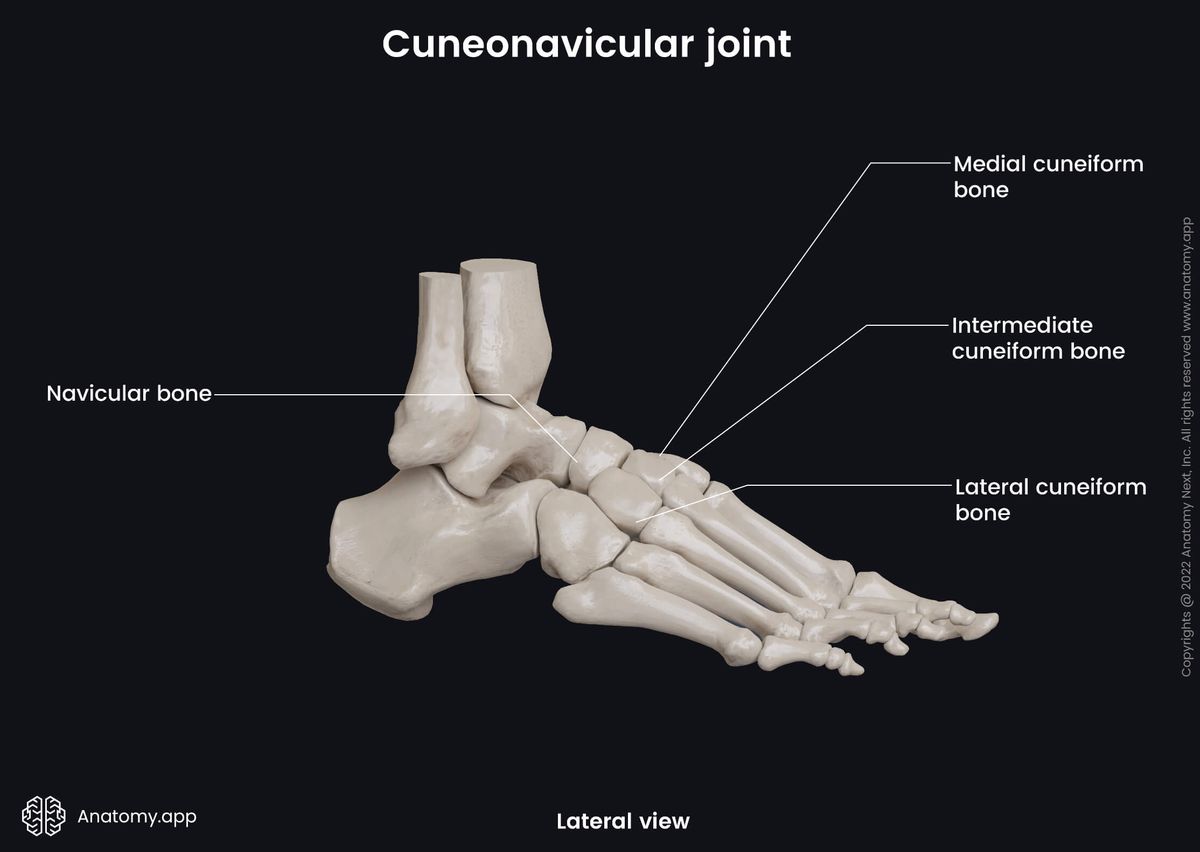 Cuneonavicular joint, Tarsals, Cuneiform bones, Navicular bones, Human foot, Foot skeleton, Lateral view