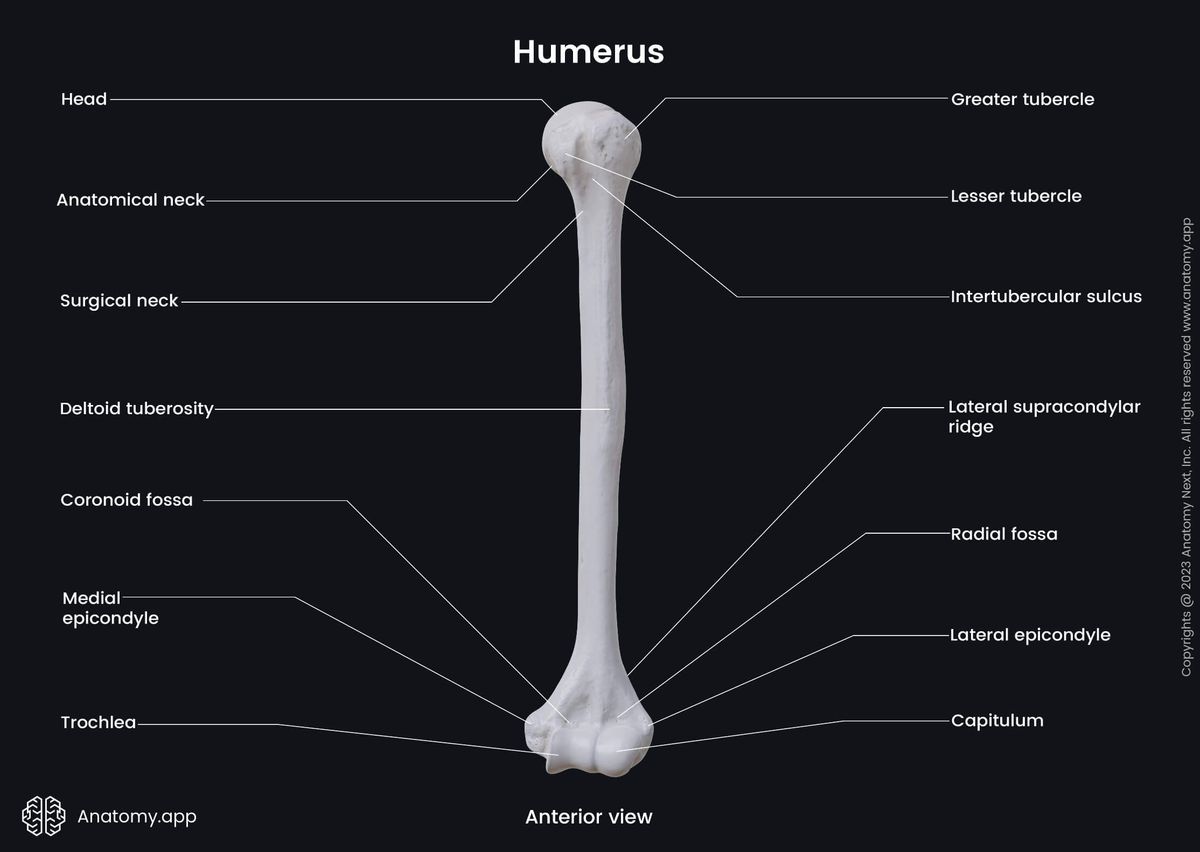 Skeleton of upper limb, Upper arm, Upper arm bone, Bones of upper limb, Humerus, Landmarks, Anterior view