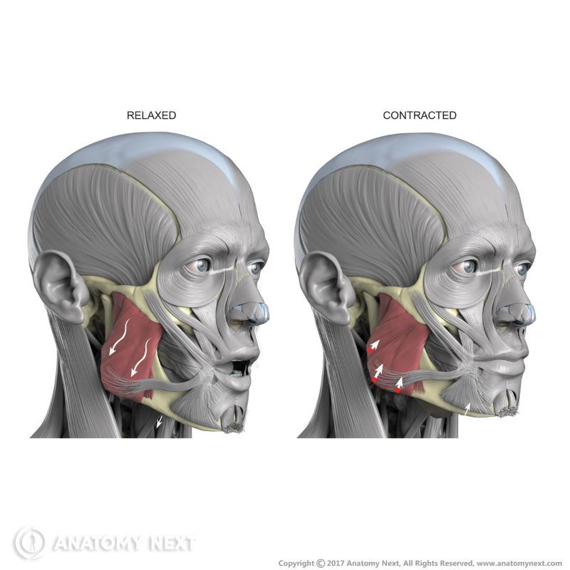 Action of masseter, Function of masseter, Masseter, Relaxed masseter, Contracted masseter