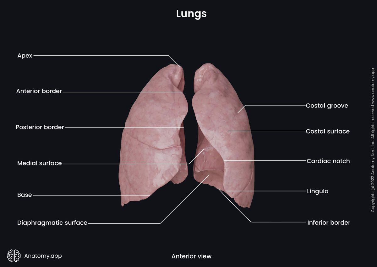 Lungs, Landmarks, Parts, Borders, Surfaces, Anterior view