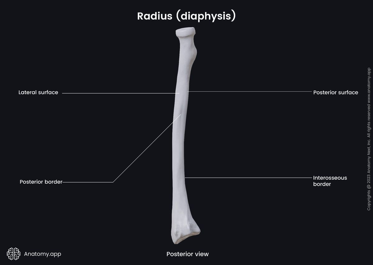 Human skeleton, Skeleton of upper limb, Upper limb bones, Upper extremity, Radius, Diaphysis, Posterior view, Landmarks, Skeleton of forearm, Forearm bones, Human arm