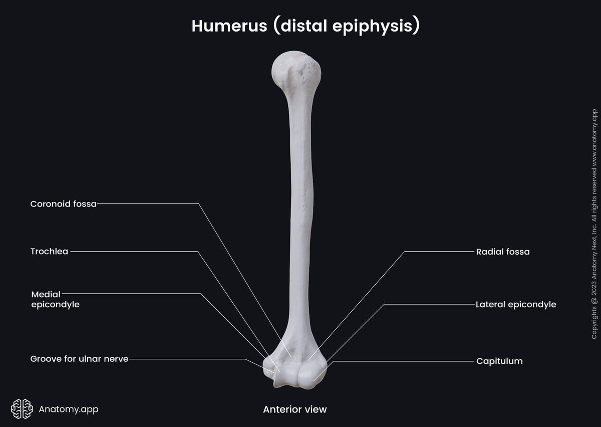 Skeleton of upper limb, Upper arm, Upper arm bone, Bones of upper limb, Humerus, Distal epiphysis, Landmarks, Anterior view