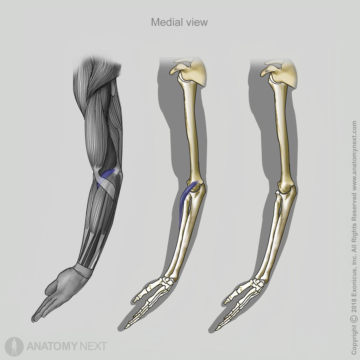 Pronator teres, Muscles of upper limb, Muscles of forearm, Forearm muscles, Forearm flexors, Anterior compartment muscles of forearm, Anterior compartment muscles