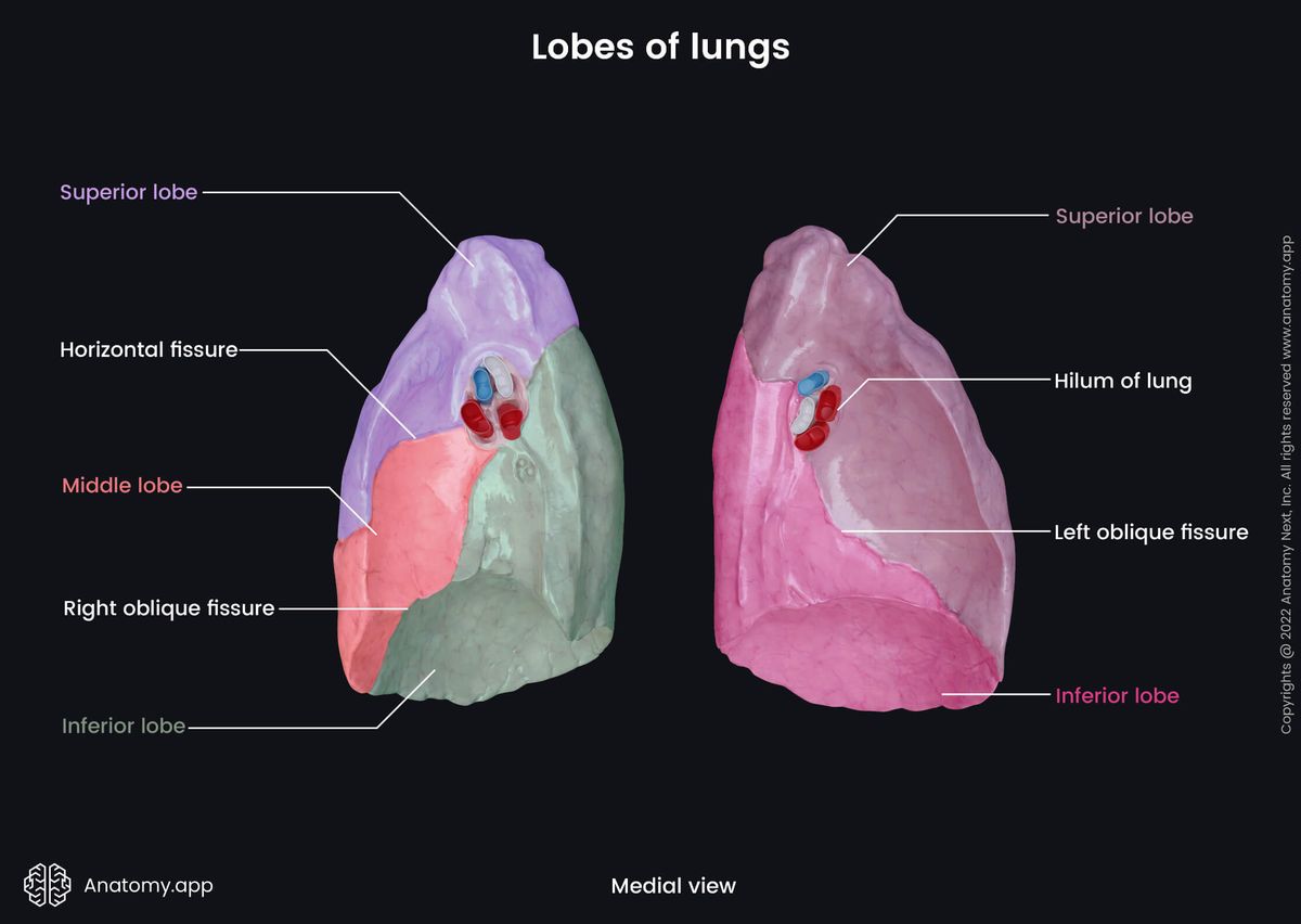 Lungs, Lobes, Fissures, Medial view