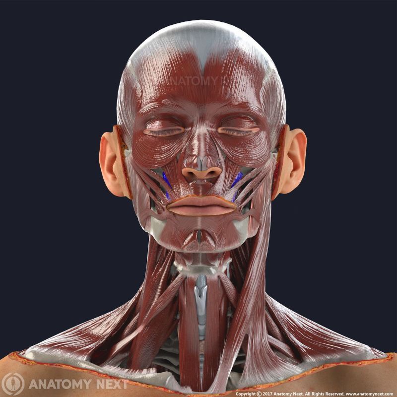 Levator anguli oris with other facial muscles