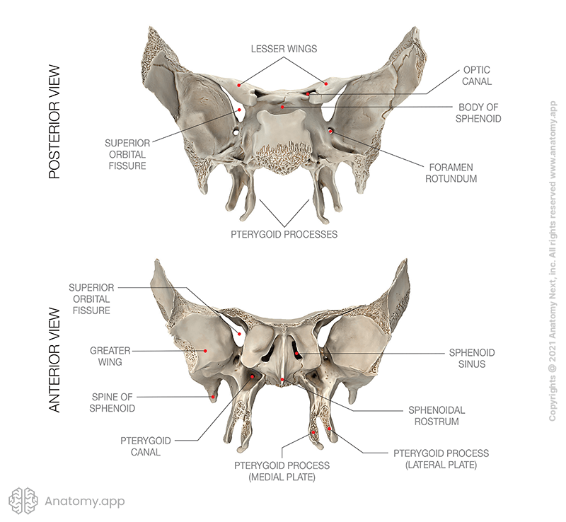 Sphenoid bone, anatomical landmarks, posterior and anterior views