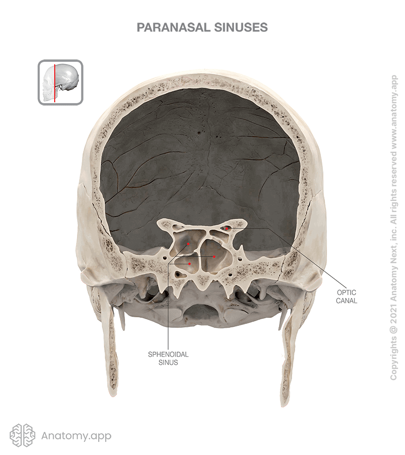 Skull with front part removed, paranasal sinuses (sphenoidal sinus)