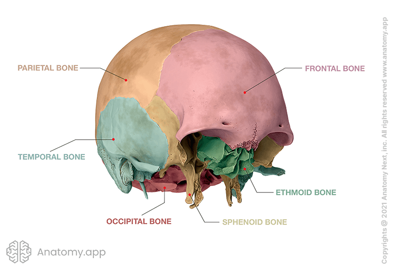 Neurocranium, sutures, neurocranial sutures, frontal bone, parietal bone, temporal bone, occipital bone, sphenoid bone, ethmoid bone