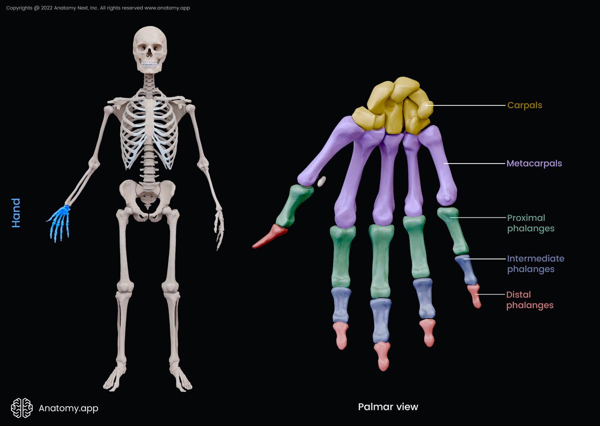 Bones of hand, Hand bones, Carpals, Metacarpals, Phalanges, Proximal phalanges, Intermediate phalanges, Distal phalanges, Human hand, Human skeleton