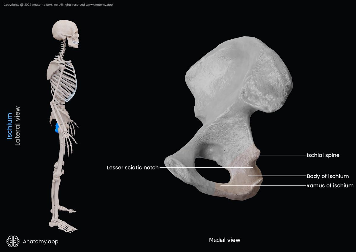 Ischium, Hip bone, Pelvis, Pelvic girdle, Pelvic girdle bones, Landmarks of ischium, Ischium parts, Human skeleton, Medial view of ischium