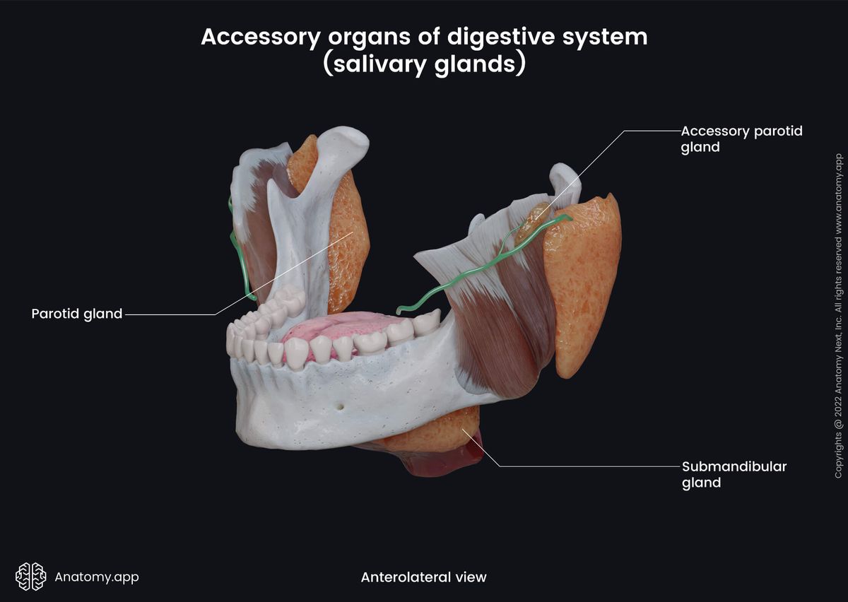 Head and neck, Digestive system, Digestive tract, Gastrointestinal tract, Accessory organs, Salivary glands, Sublingual gland, Submandibular gland, Parotid gland, Accessory parotid gland, Anterolateral view