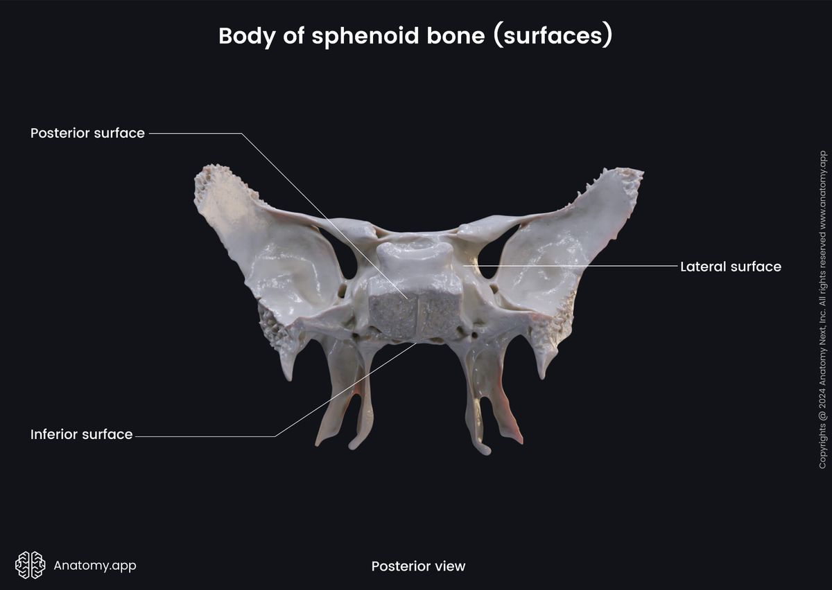 Head and neck, Skeletal system, Skull, Bones of skull, Neurocranium, Sphenoid, Parts of sphenoid, Body, Surfaces, Posterior view