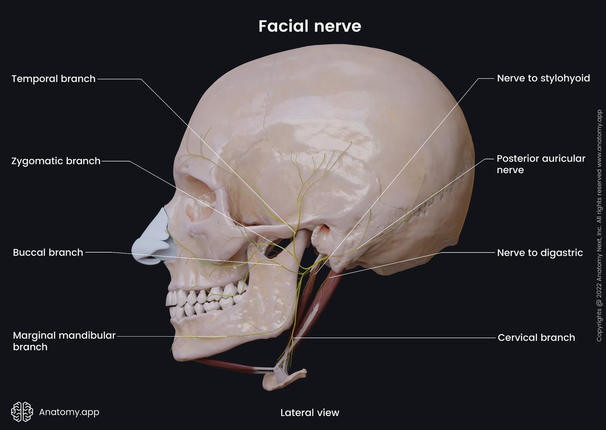 Cranial nerves, CN VII, Facial nerve, Branches, Extracranial branches, Temporal branches, Zygomatic branches, Buccal branches, Marginal mandibular branches, Cervical branches, Posterior auricular nerve, Stylohyoid nerve, Digastric nerve, Lateral view, Parotid plexus