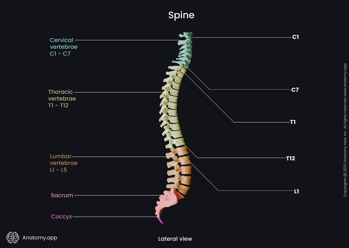 Spine, Vertebral column, Parts of spine, Cervical spine, Atlas, Axis, Thoracic spine, Lumbar spine, Sacrum, Coccyx, Vertebrae, Cervical vertebrae, Thoracic vertebrae, Lumbar vertebrae, Skeleton of trunk, Lateral view, Human skeleton