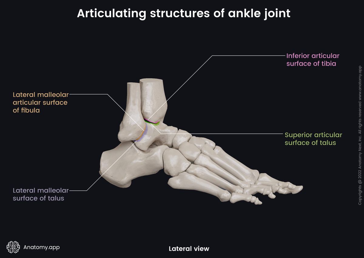 Ankle joint, Bones of leg, Tibia, Fibula, Tarsals, Talus, Articulating structures, Human foot, Foot skeleton, Foot bones, Lateral view