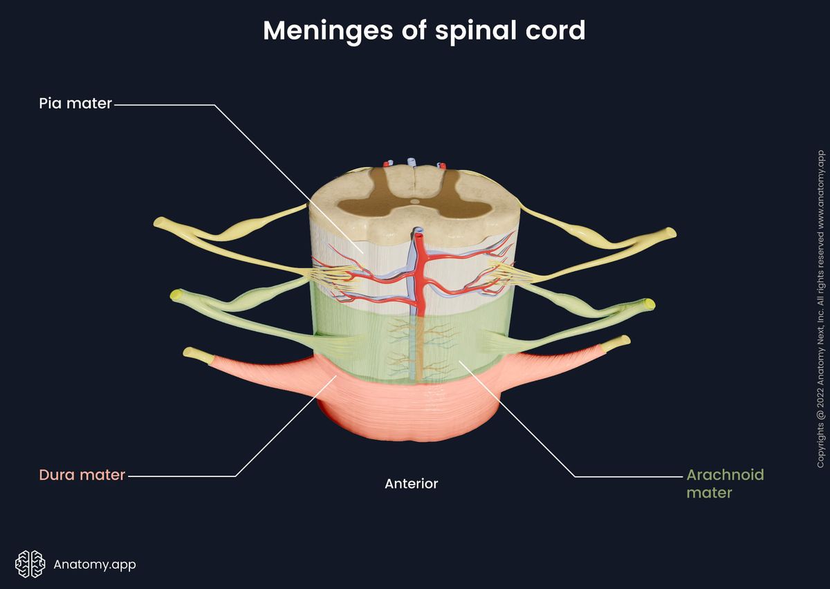 Spinal cord, Meninges, Dura mater, Arachnoid mater, Pia mater, Cross-section, Spinal nerves