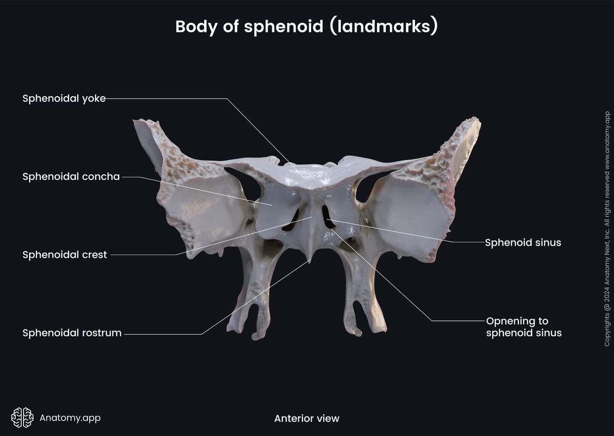Head and neck, Skeletal system, Skull, Bones of skull, Neurocranium, Sphenoid, Parts of sphenoid, Body, landmarks, Anterior view