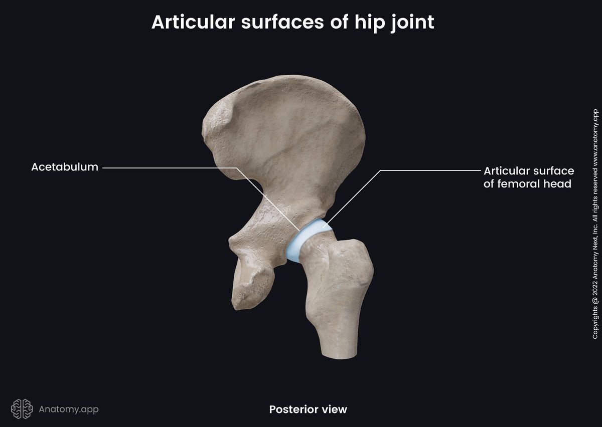 Hip joint, Articular surfaces, Posterior view, Hip bone, Femur