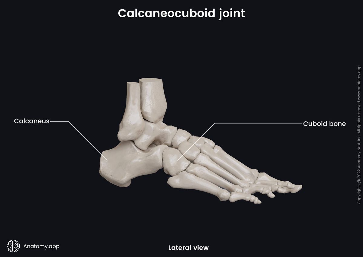 Calcaneocuboid joint, Tarsals, Cuboid, Calcaneus, Human foot, Foot skeleton, Foot bones, Lateral view