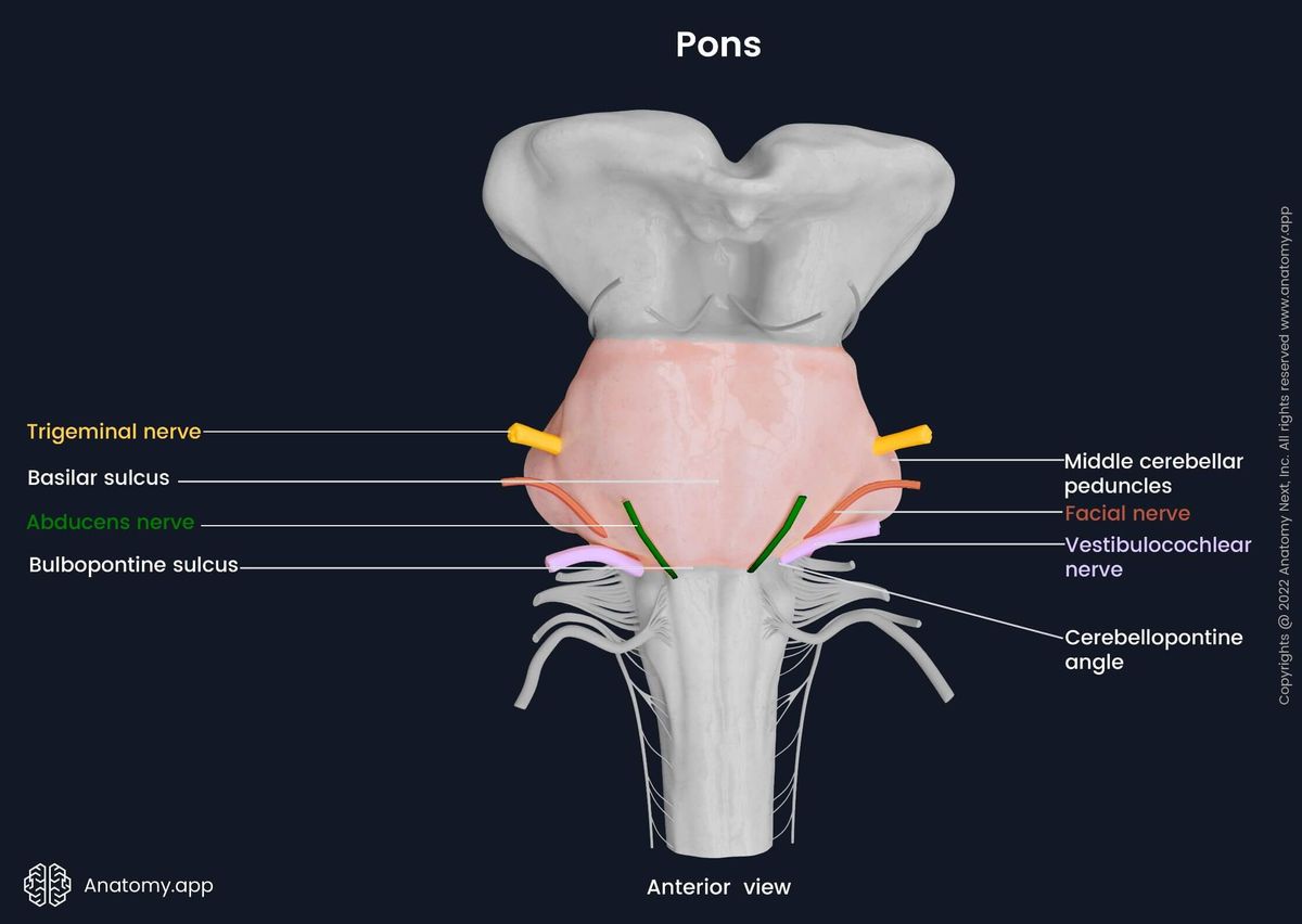 Pons, anterior view, external landmarks and cranial nerve exits