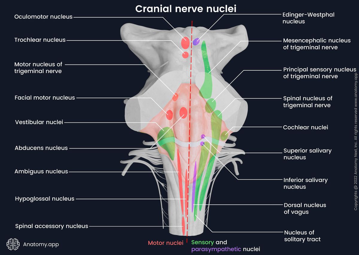 Cranial nerve nuclei, Rhomboid fossa, Brainstem, Medulla oblongata, Pons, Midbrain, Sensory cranial nerve nuclei, Motor cranial nerve nuclei, Parasympathetic cranial nerve nuclei