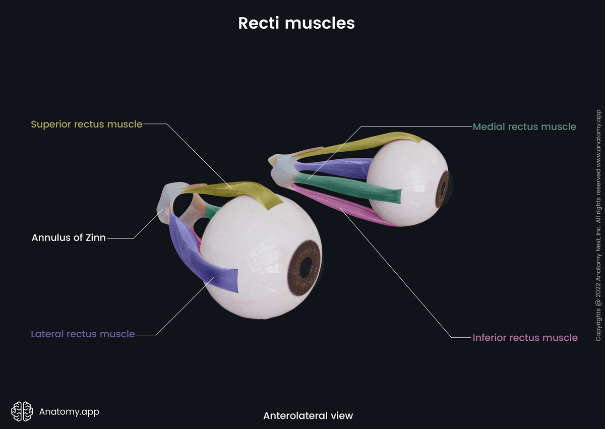Extraocular muscles, Recti muscles, Eyeball, Superior rectus, Inferior rectus, Medial rectus, Lateral rectus, Anterolateral view