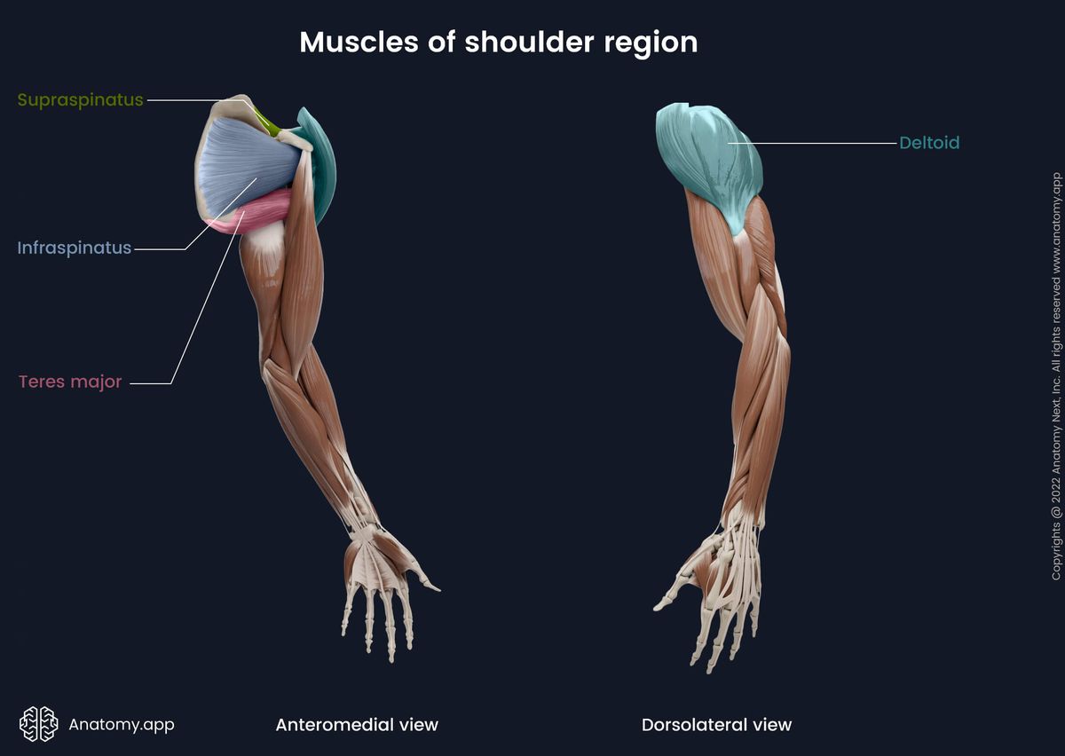 Shoulder muscles, Teres major, Supraspinatus, Infraspinatus, Deltoid, Upper extremity, Muscles